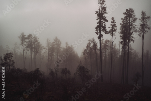 Fototapeta Naklejka Na Ścianę i Meble -  Mysterious Fog-Draped Forest at Dawn