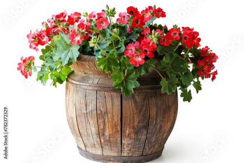 Red geranium flower in a large wooden pot isolated on white background