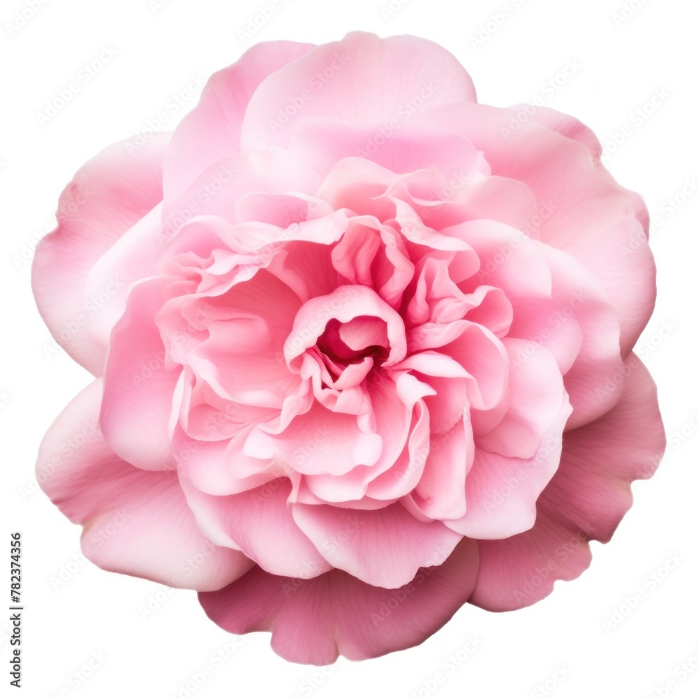 Delicate Pink Flower Blooming on White Generative AI Delicate Pink Flower Blooming on White Generative AI