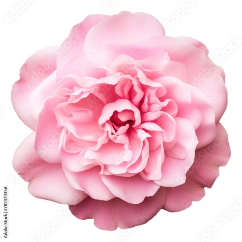 Delicate Pink Flower Blooming on White Generative AI