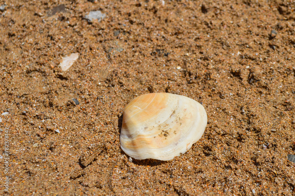 shell on the sand, nature seashell close up, beach outdoor background shell on the sand, nature seashell close up, beach outdoor background