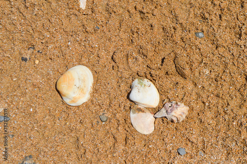 shell on the sand ocean side, waste close up background