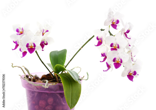 Orchid beautifu in the pot.