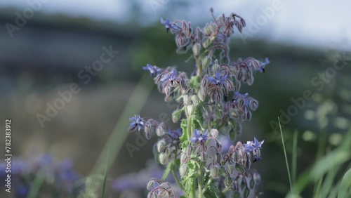 Bourrache officinale fleur bleu printemps nature