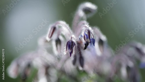 Bourrache officinale fleur bleu printemps nature photo