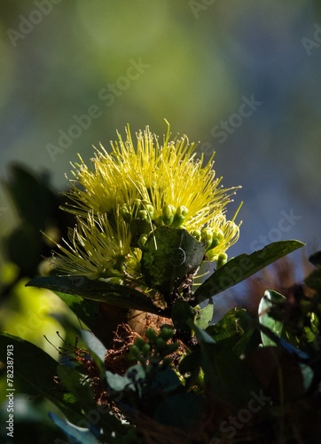 Yellow Lehua photo