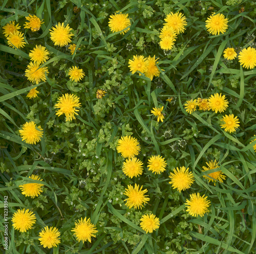 Group of bright yellow dandelions closeup.