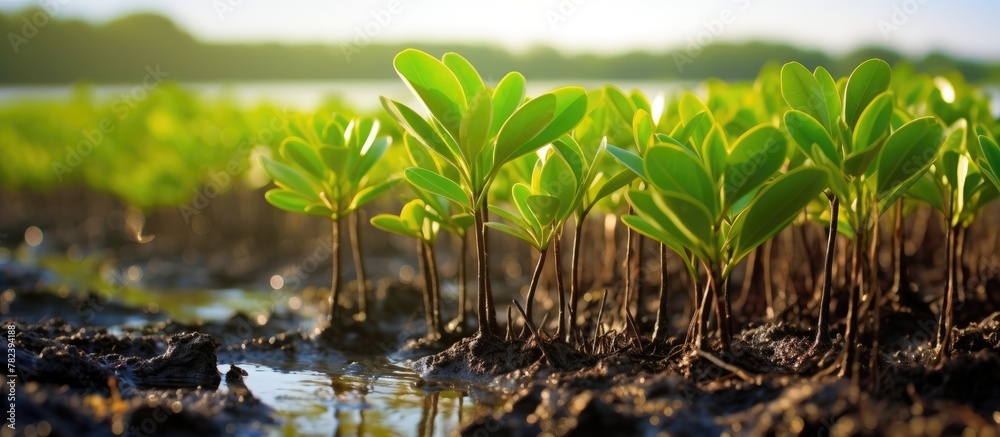 Fototapeta premium Small plants sprouting from mud