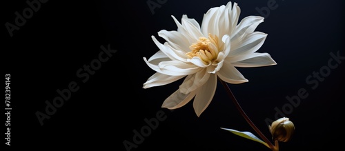 White bloom with yellow cen...