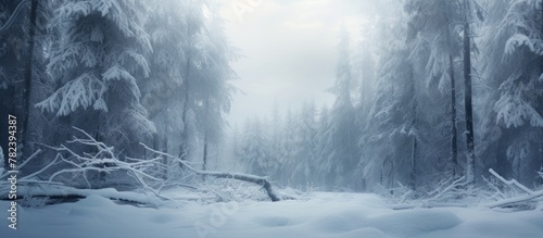 Snow-covered path cutting t...