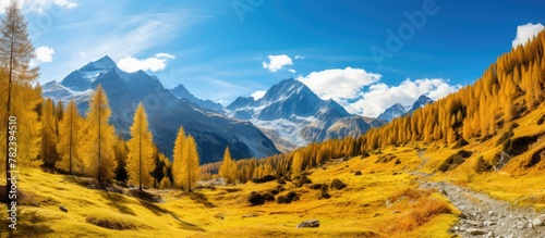 Autumn larch forest in Alpi...
