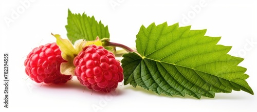 Two vivid raspberries with ...