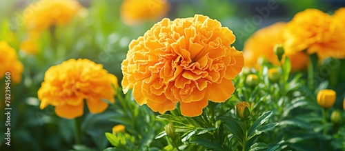 Yellow blossom amidst green...