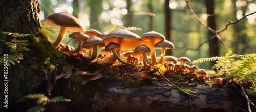 Mushrooms on a log in a for...