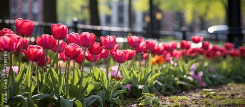Colorful flowers line up al...
