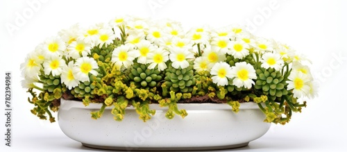 A pot with blooming cactus ...
