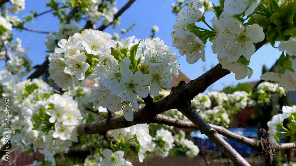 White Flowers Blossoms on the Branches Cherry Tree White Flowers Blossoms on the Branches Cherry Tree