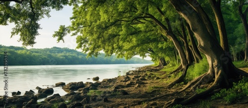 River bank lined with trees...