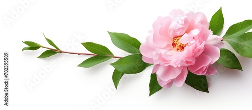 Pink flower and green leave...
