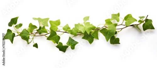 Close-up of green vine leaves on white background