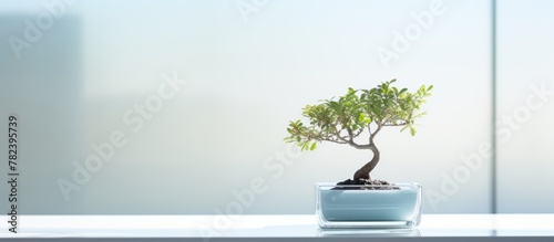 Tiny foliage in transparent...