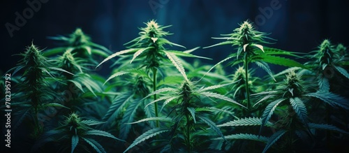 Marijuana plants in close-up field growth