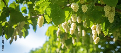 White blossoms dangle from tree branch, Morus alba fruits in park photo