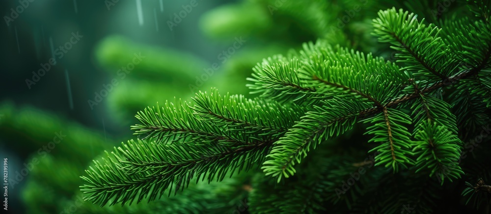Pine branch raindrop macro Pine branch raindrop macro