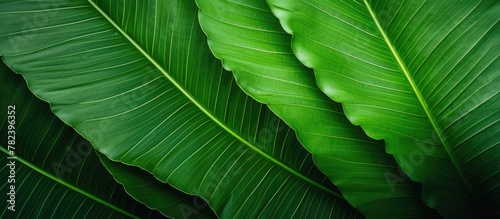 Lush green leaf on dark bac...
