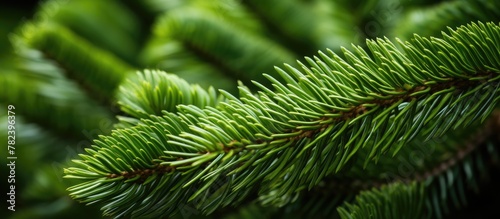 Close up of pine tree branch greenery