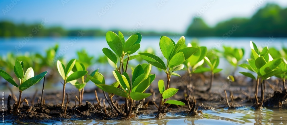 Small aquatic plants thriving in water Small aquatic plants thriving in water