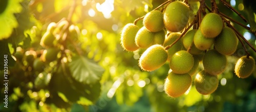 Ripe kiwis hanging from tre...