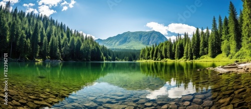 Mountain forest mirrored on...