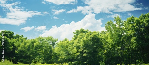 Lush meadow under sunny skies
