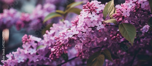 Purple blossoms adorn tree ...
