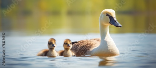 Ducks swimming with ducklings, Mother goose and gosling by water photo