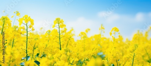 Mustard flowers bloom under...