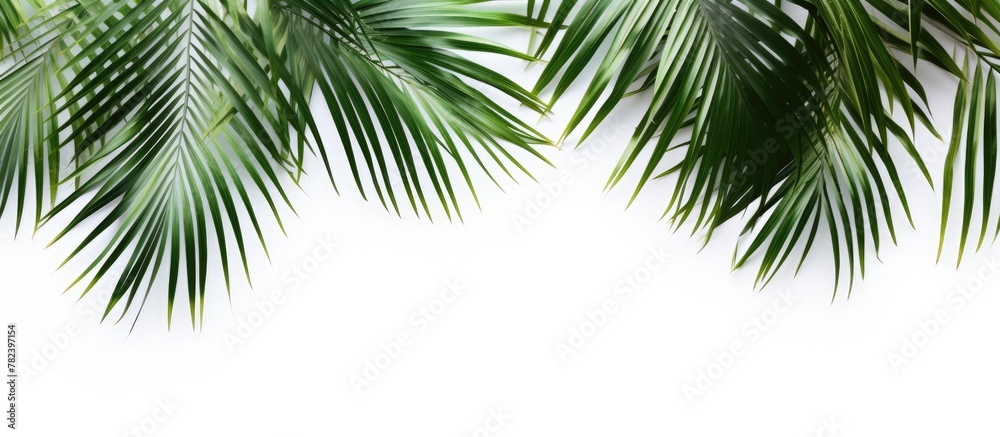 Palm leaf close-up