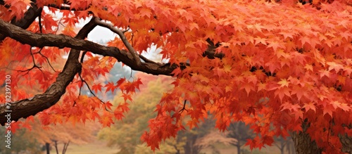 A tree's crimson foliage in...