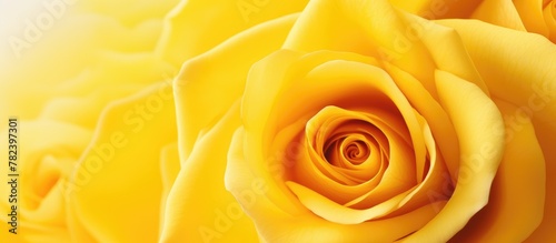 Close up of vibrant yellow roses