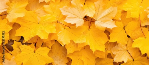Bright yellow maple leaves ...