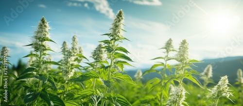 Green plants bask in sunlight