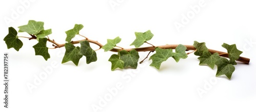 Close-up ivy branch leaves ...