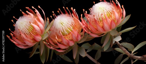 Three flowers on a stem wit...