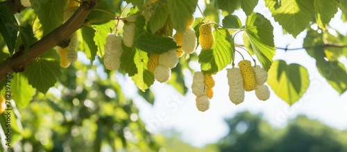 Leaves hanging from tree br...
