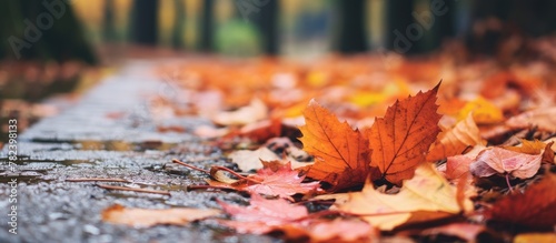 Wet pavement covered with autumn leaves photo