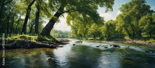 River landscape with tree-lined banks