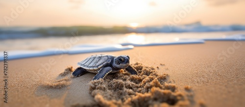 Tiny turtle emerges from sa...