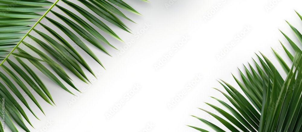 Close-Up Palm Leaf on White Background