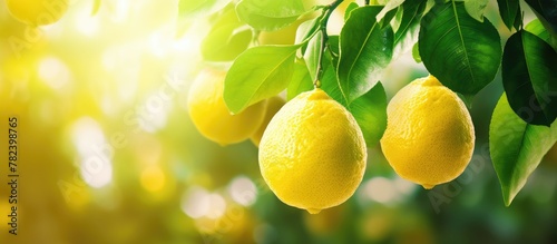 Two ripe lemons on tree wit...